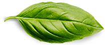 Nivoxmall Basil Leaf