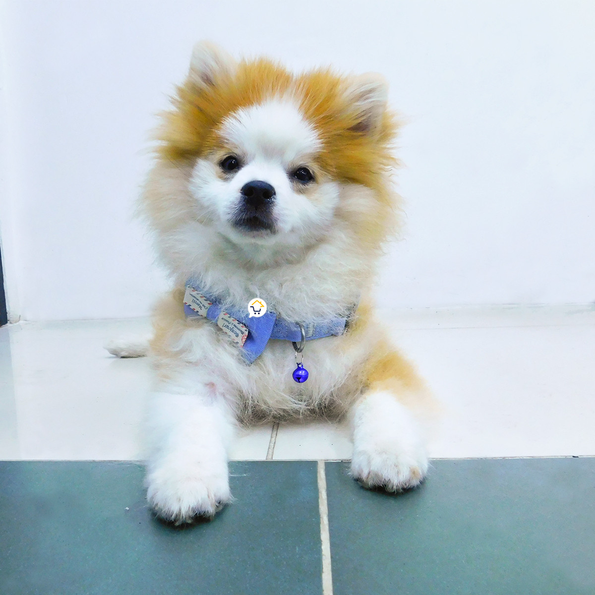 collar corbatin con cascabel mas44 collar corbatin con cascabel mas44